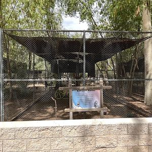 DeBrazza’s Monkey Exhibit