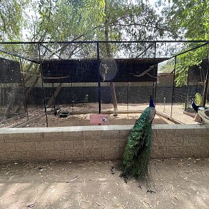 East African Crowned Crane Aviary