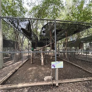 Pileated Gibbon Exhibit #1