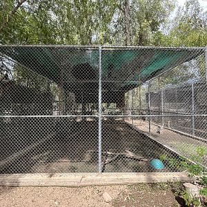 Spider Monkey Exhibit