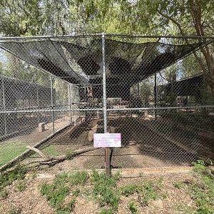 White-handed Gibbon Exhibit #1