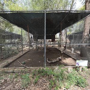 Pileated Gibbon Exhibit #2