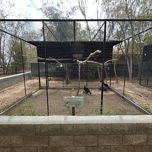 Helmeted Curassow Aviary