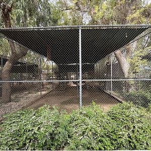 White-handed Gibbon Exhibit #2