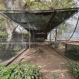White-handed Gibbon Exhibit #3
