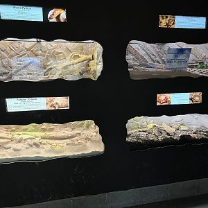 Reptile House - 53 exhibits