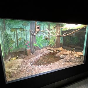 Curl-crested Aracari + Yellow-footed Tortoise Exhibit