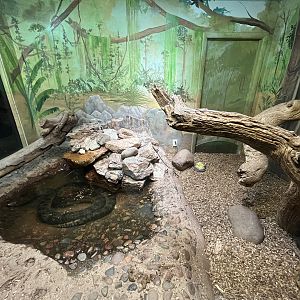 Green Anaconda + Red-footed Tortoise Exhibit