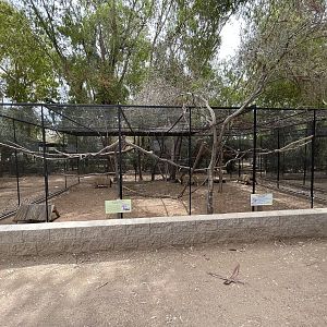 Golden Pheasant + Nicobar Pigeon Aviary