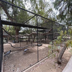 Demoiselle Crane Aviary