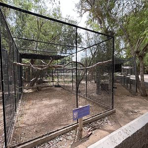 Eurasian Eagle Owl Aviary