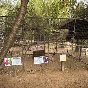 Eclectus Parrot/Pheasant Pigeon Aviary