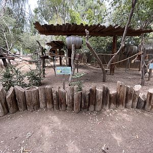 Military Macaws (on sticks)