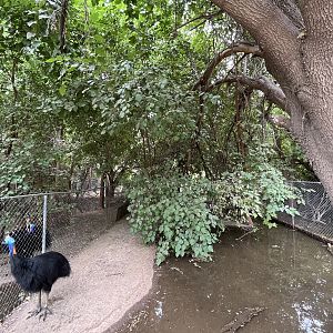 Cassowary Exhibits