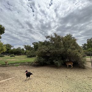 Red Lechwe/Ground Hornbill Exhibit