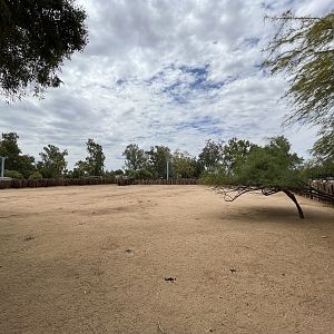 Sable Antelope Exhibit