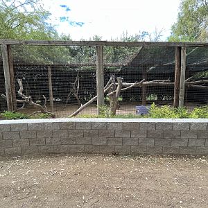 DeBrazza’s Monkey Exhibit
