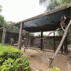 Black Howler Monkey Exhibit