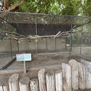 Water Thick-knee Aviary