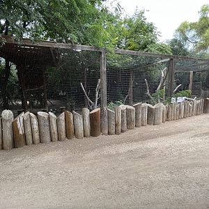 Turkey Vulture Aviary