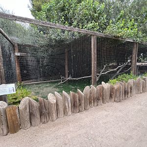 King Vulture Aviary