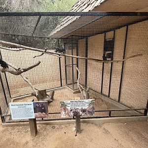 Red-handed Tamarin Exhibit