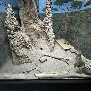 Meerkat Exhibit