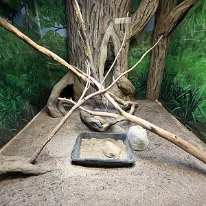 Hairy Armadillo Exhibit