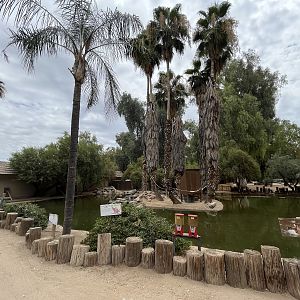 Ring-tailed Lemur Island