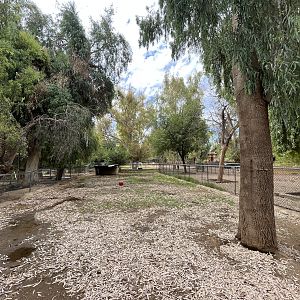 New Guinea Singing Dog Exhibit