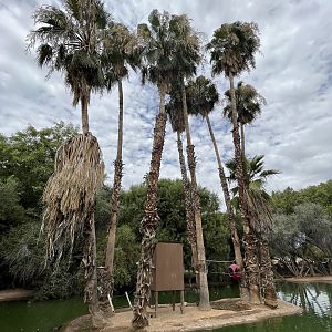 Ring-tailed Lemur Island