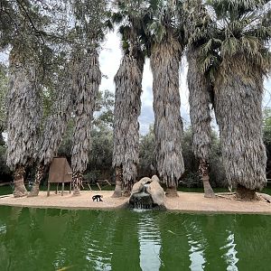 Spider Monkey Island #2