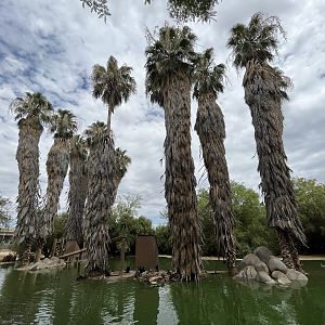 Spider Monkey Island #3