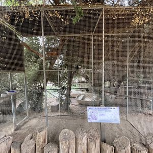 White-crested Turaco Aviary