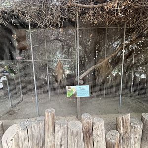 Yellow-headed Amazon Aviary