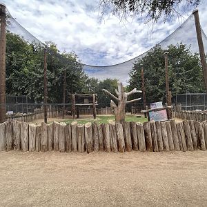 King Vulture/Blue Duiker Exhibit