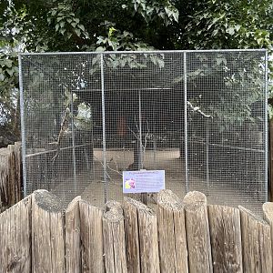 Plum-headed Parakeet Aviary