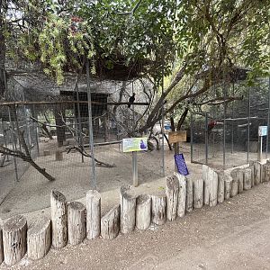 Lady Ross’s Turaco + Green-winged Macaw Aviaries