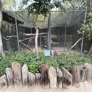 King Vulture Aviary