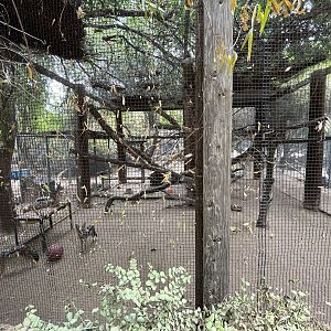 Black-backed Jackal Exhibit