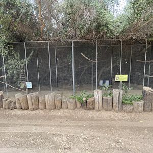 Red-crested Turaco + White-cheeked Turaco Aviaries