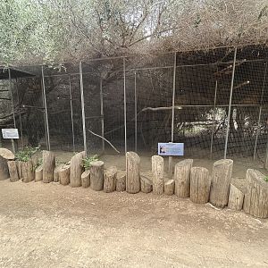 Western Grey Plantain-Eater + Violet Turaco Aviaries
