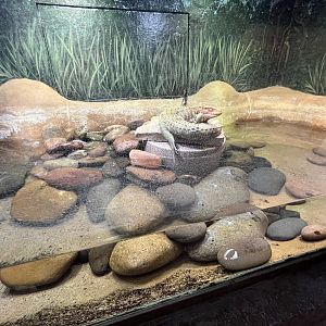 Caiman Lizard Exhibit