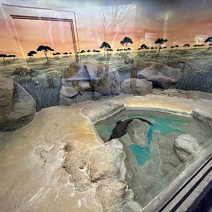 African Dwarf Crocodile Exhibit