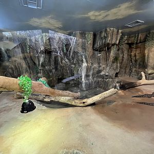 Cuvier’s Dwarf Caiman Exhibit