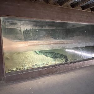 Saltwater Crocodile Exhibit