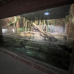 Green Anaconda Exhibit