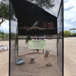 Masked Lovebird Aviary