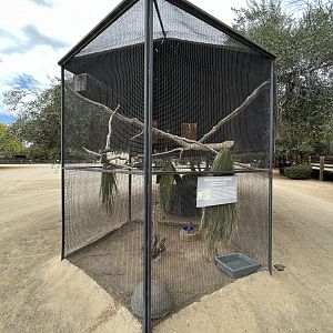 Peach-faced Lovebird Aviary