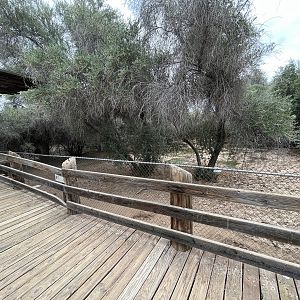 Red River Hog Exhibit #1